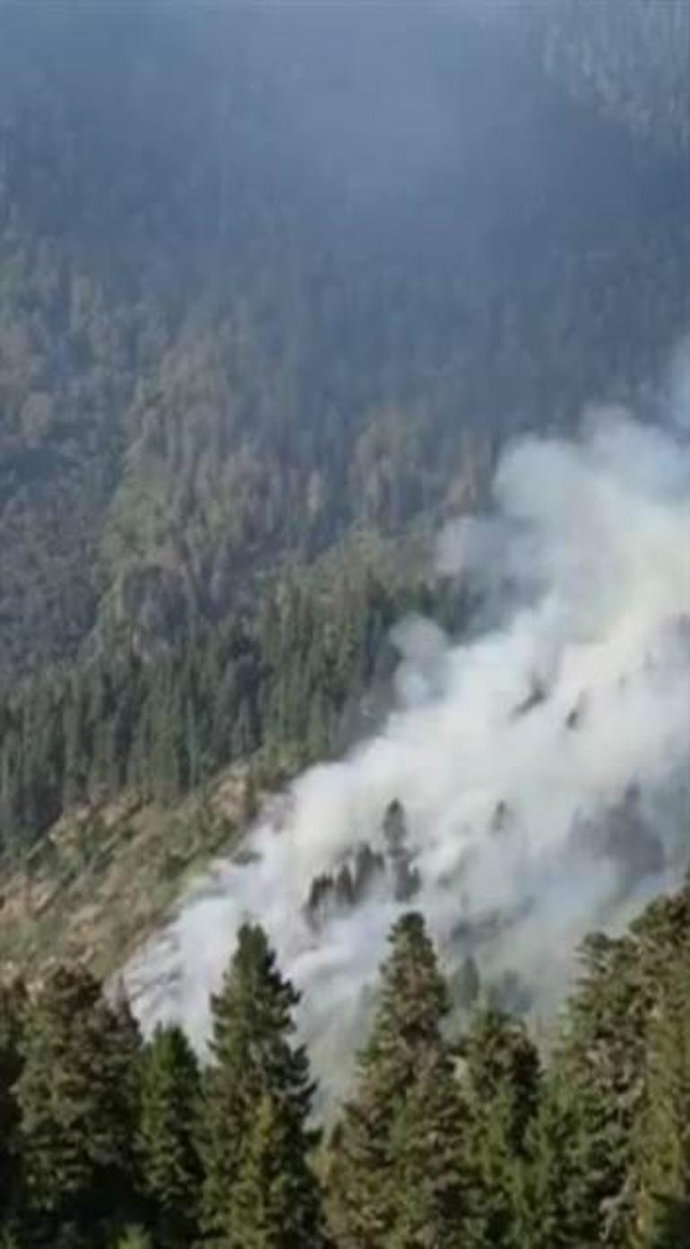 Son dakika ... Gümüşhane Örümcek Ormanı'nda Yangın