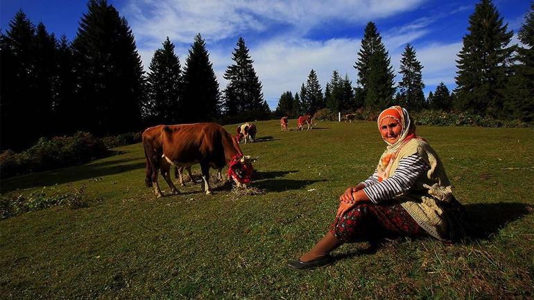 Doğu Karadeniz'de yaylacıların yerleşim yerlerine göç yolculuğu sürüyor