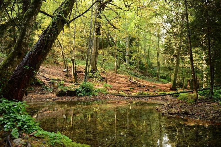 Giresun'da oksijeni bol adresler: Kuzalan, Ağaçbaşı ve Koçkayası Tabiat Parkları