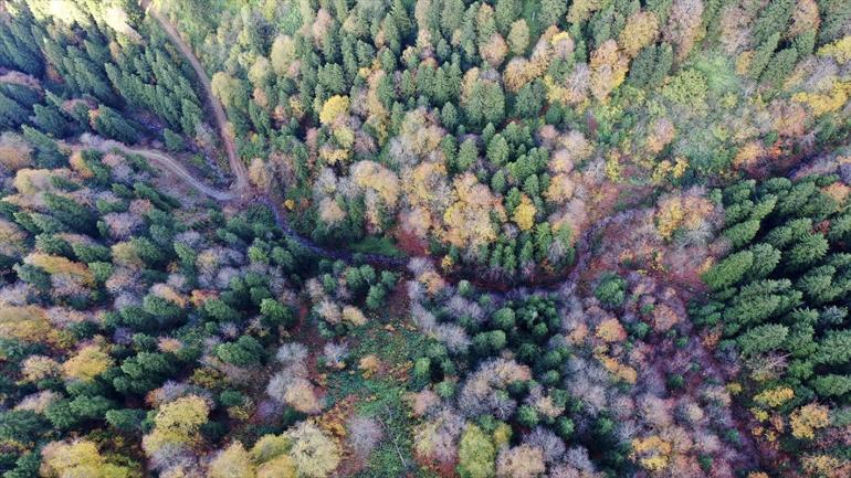 Giresun'da oksijeni bol adresler: Kuzalan, Ağaçbaşı ve Koçkayası Tabiat Parkları