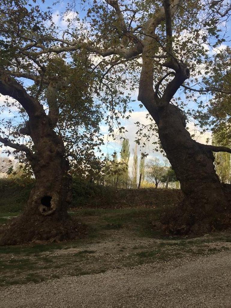 Çanakkale’nin saklı güzelliği: Elmacık Köyü ve Anıt Ağaçları