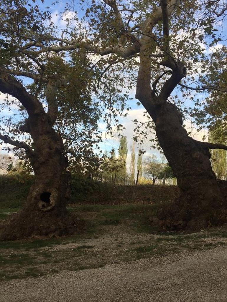 Çanakkale’nin saklı güzelliği: Elmacık Köyü ve Anıt Ağaçları