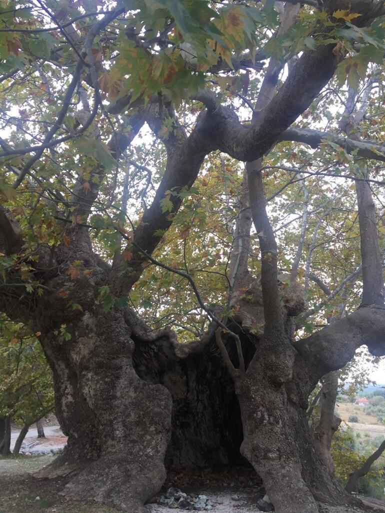 Çanakkale’nin saklı güzelliği: Elmacık Köyü ve Anıt Ağaçları