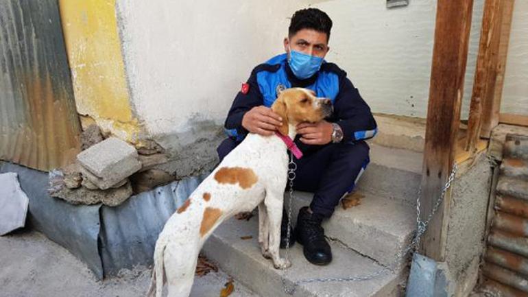 Sopayla Iskence Edilen Kopegi Zabita Gorevlisi Sahiplendi Saldirgana Para Cezasi Kesildi Son Dakika Haberleri Internet