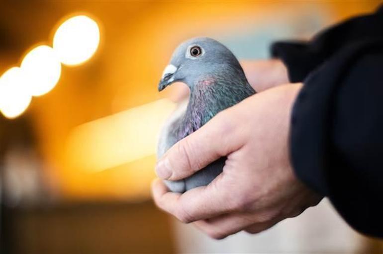 He paid 14.5 million lire to the fantastic but true Pigeon