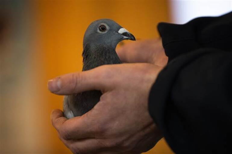 He paid 14.5 million lire to the fantastic but true Pigeon