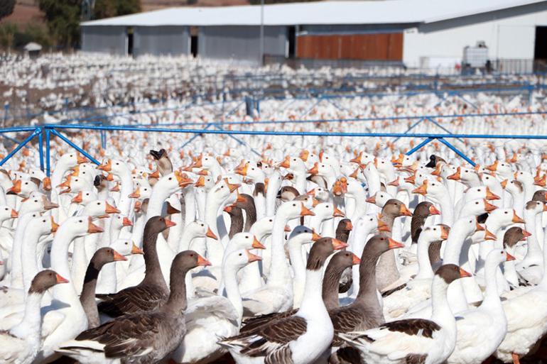 Hobi olarak beslemeye başladı! Türkiye’nin her yerine gönderiyor