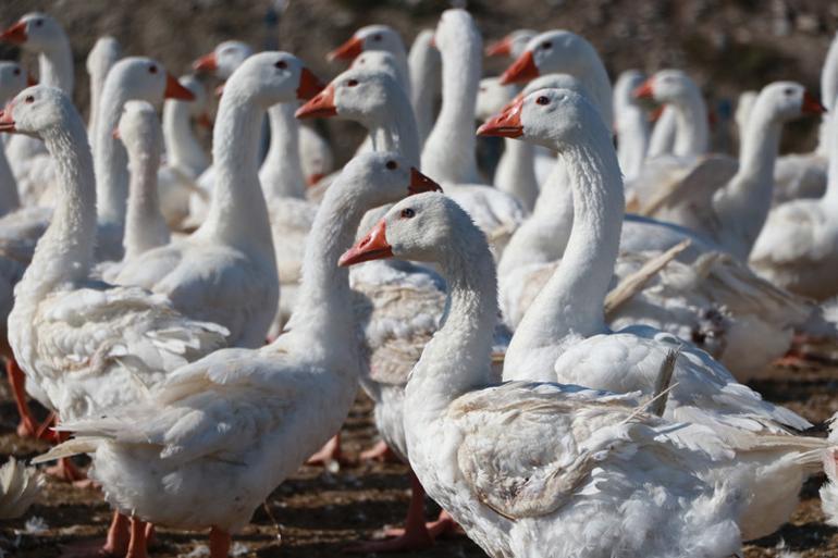 Hobi olarak beslemeye başladı! Türkiye’nin her yerine gönderiyor