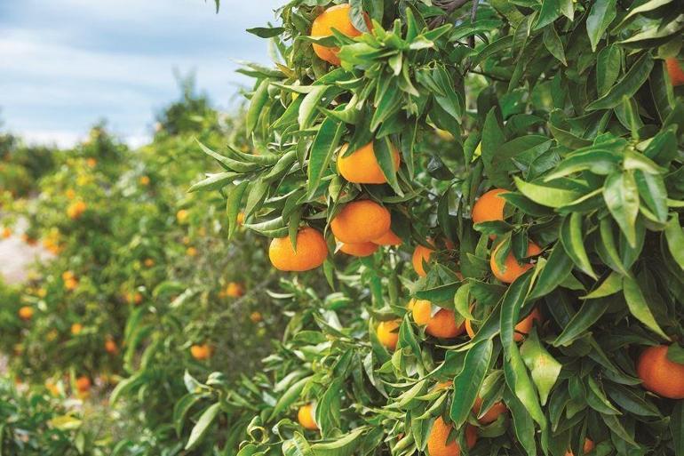 Narenciye Mersin’i dünya yıldızı yapabilir