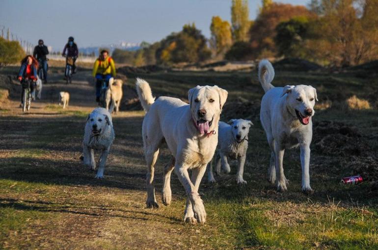 Doğa tutkunlarının yeni gözdesi: Akbaş Safari