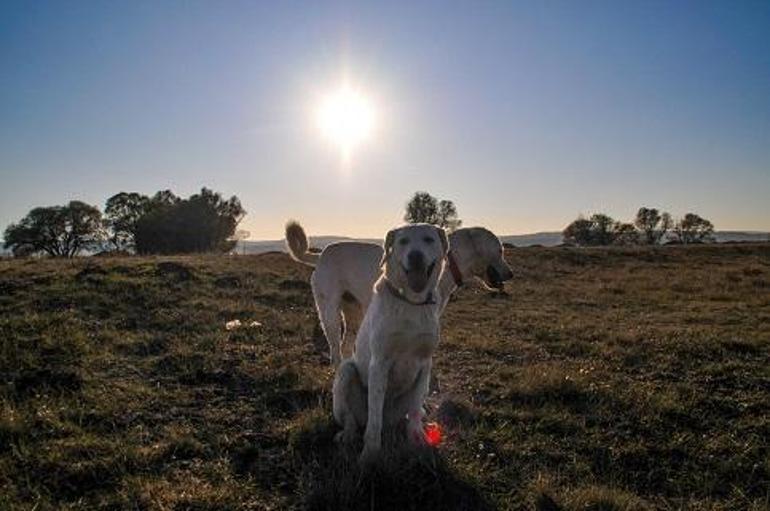 Doğa tutkunlarının yeni gözdesi: Akbaş Safari