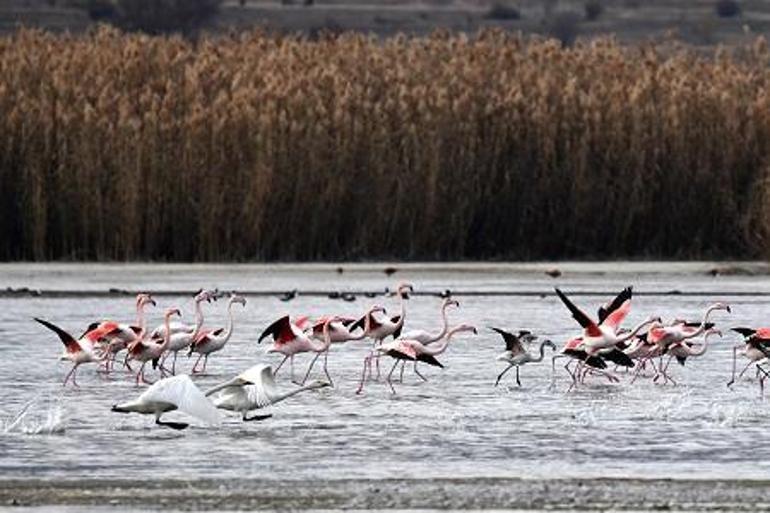 Küresel iklim değişimi flamingoları etkiledi, son 10 yıldır gitmiyorlar