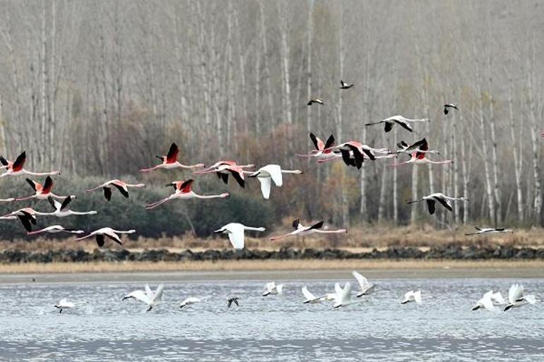 Küresel iklim değişimi flamingoları etkiledi, son 10 yıldır gitmiyorlar