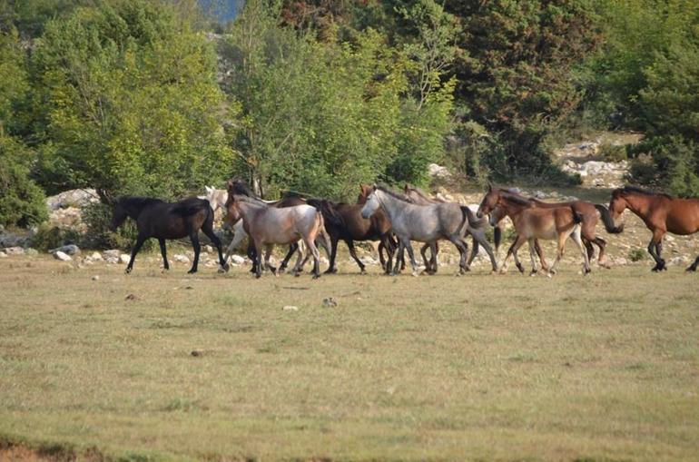 Torosların vahşi güzelliği 'Yılkı atları'