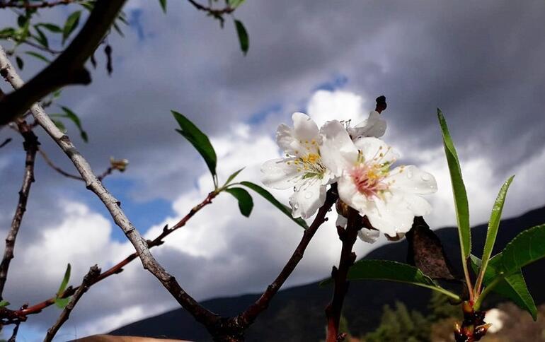 Türkiye’nin birçok bölgesinde kış mevsimi yeni başlarken, Datça’da badem ağaçları çiçek açtı