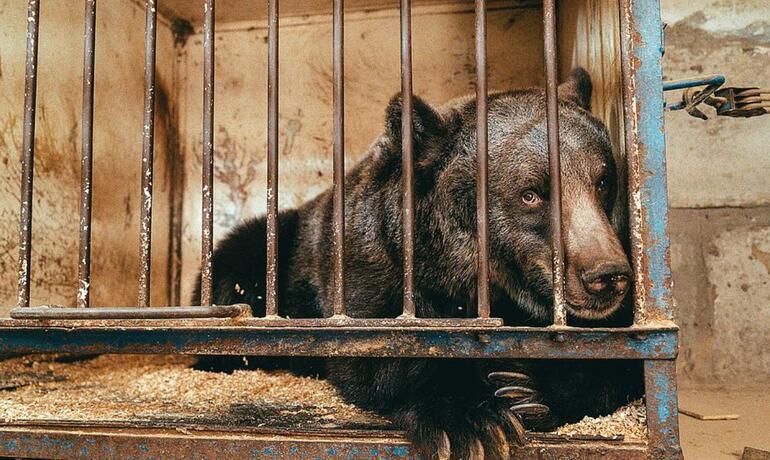 Dünyanın en yalnız ayısı Jambolina Ukraynadan İsviçreye götürüldü
