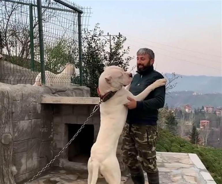 El konulan ’yasak ırk’ üç köpeği için her gün 160 kilometre yol gidiyor