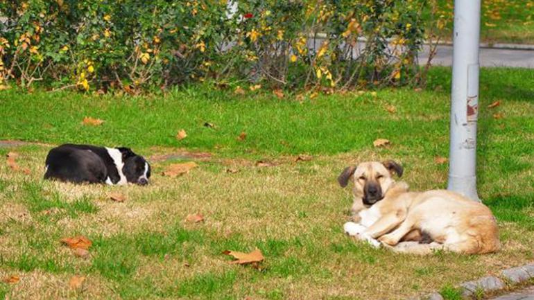 Manisa kısıtlamaya uydu, cadde ve sokaklar sokak hayvanlarına kaldı