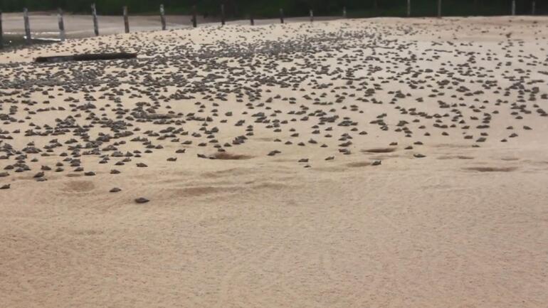 Son dakika...Amazon Nehrinde kaplumbağa seli