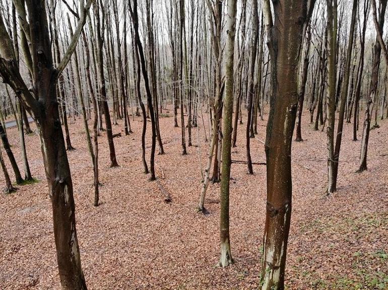 Belgrad Ormanı’nda renk cümbüşü