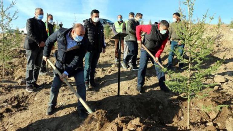 Ercişte 1742 ladin fidanı dikildi