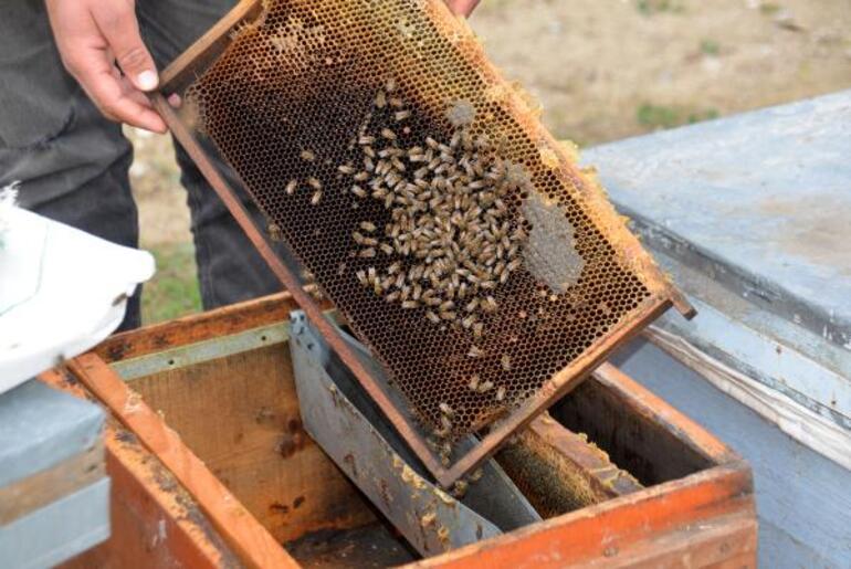 Son dakika haberler: Adanada korkutan arı ölümleri On binlercesi...