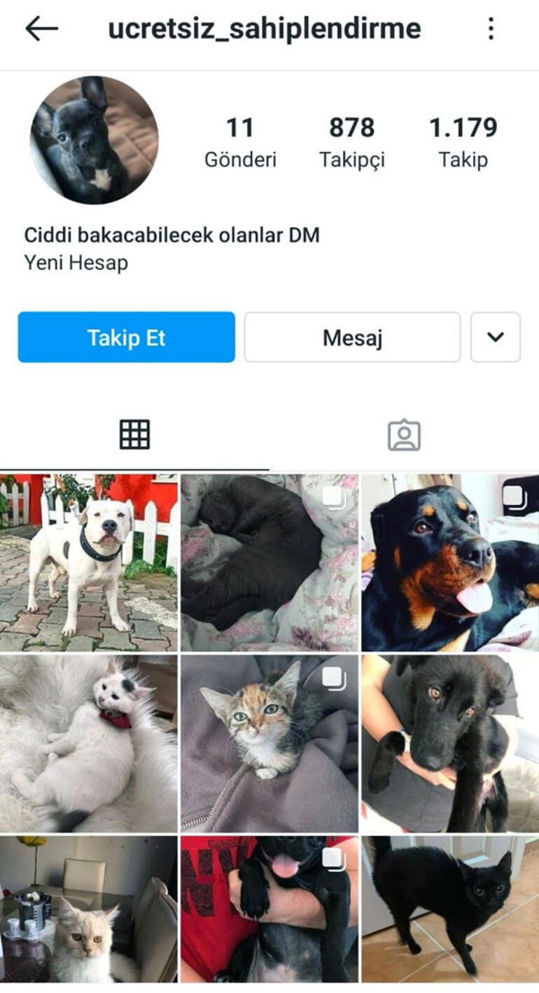 Son Dakika Haberler Kedi Ve Kopek Fotograflariyla Akilalmaz Dolandiricilik