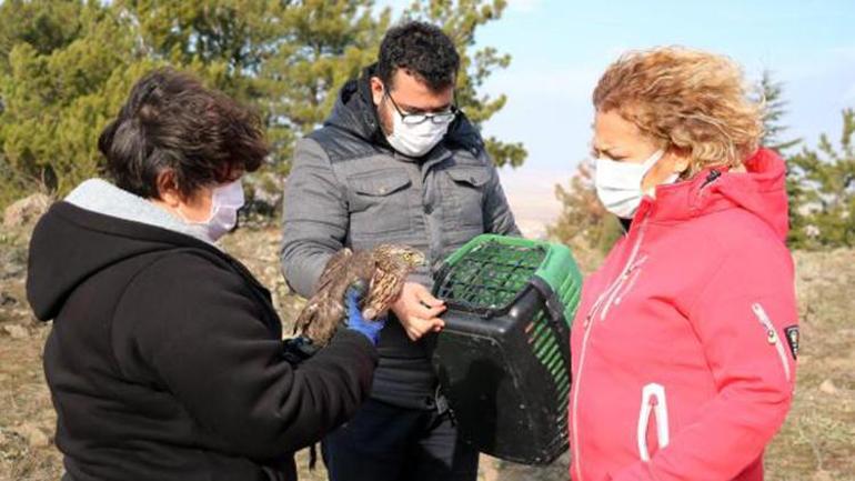 Tedavisi tamamlanan 2 şahin ile 1 çakır kuşu doğaya salındı