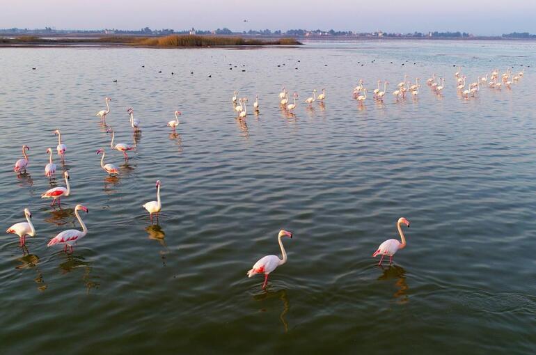Hem flamingoları hem de fotoğrafseverleri ağırlıyor: Akyatan Lagünü