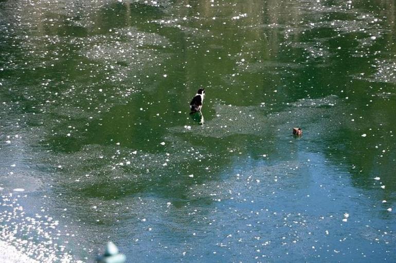 Türkiye’nin ilk milli parkı: Yozgat Çamlığı Milli Park