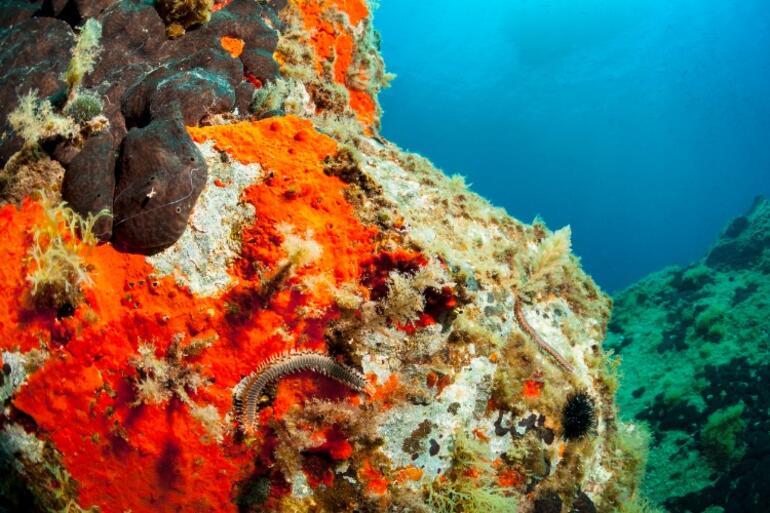 Deniz altında gizlenen yırtıcı solucanlar ortaya çıktı... Milyonlarca yıl öncesinden geliyorlar
