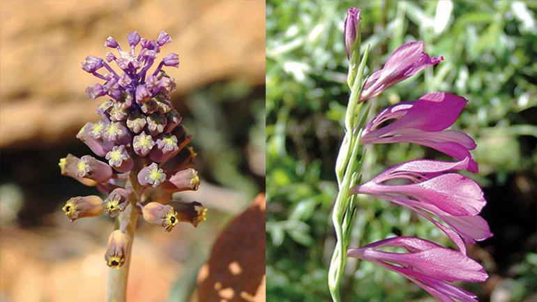 Anadolu’nun yenileri