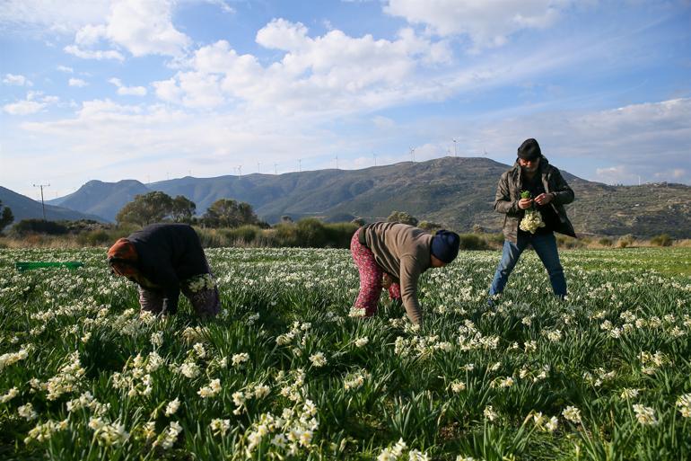 Karaburun Yarımadası'nda yetişiyor! Taleplere yetişemiyorlar...