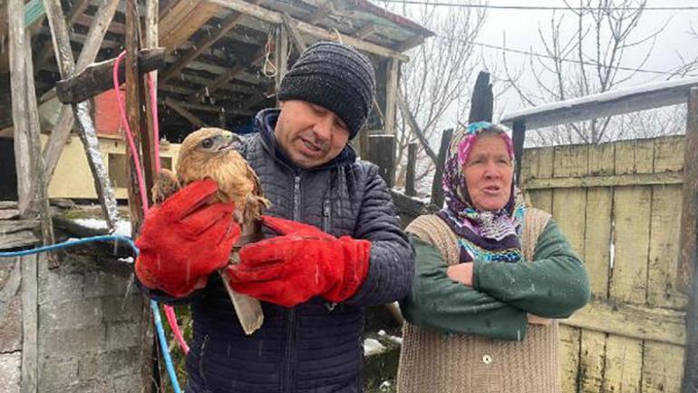 Mahallede buldukları şahin için seferber oldular