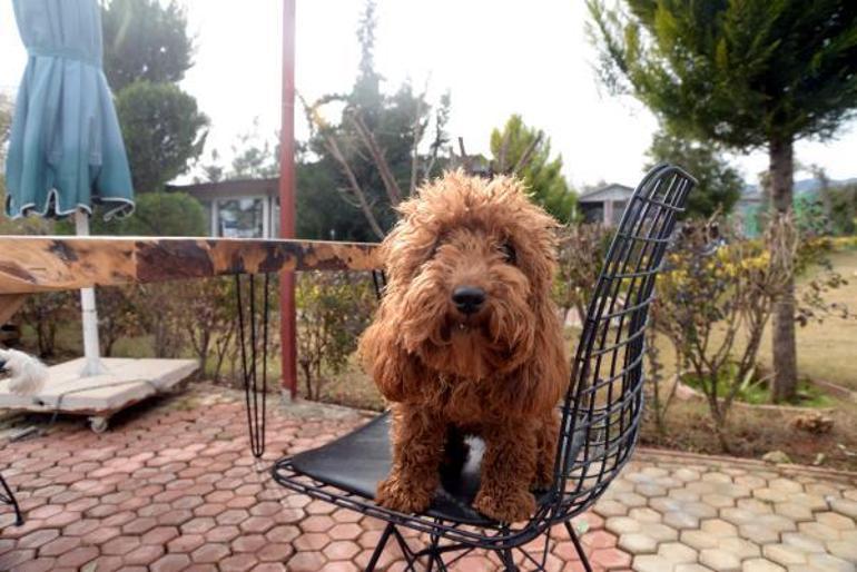 Bu kafenin müşterileri köpekler Türkiyede ilk