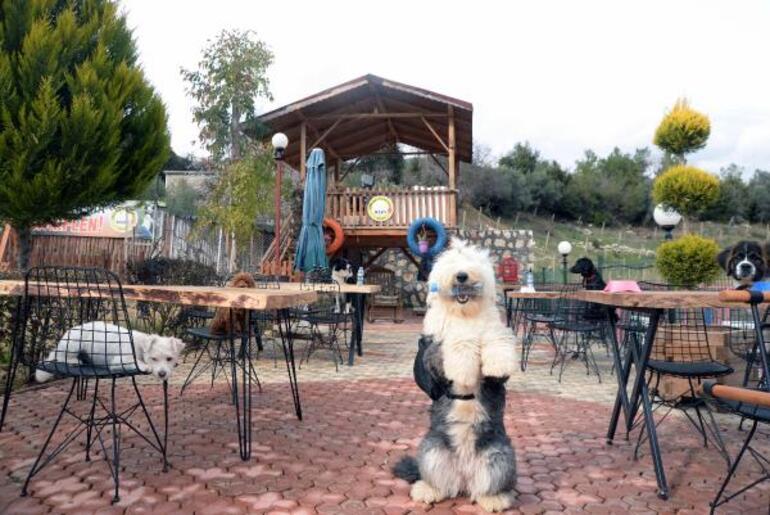Bu kafenin müşterileri köpekler Türkiyede ilk