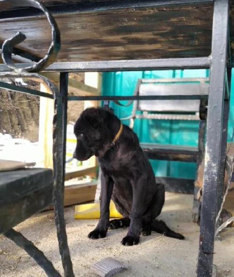 Ormanda ölmek üzereyken bulundu 45 gün sonra sağlığına kavuştu