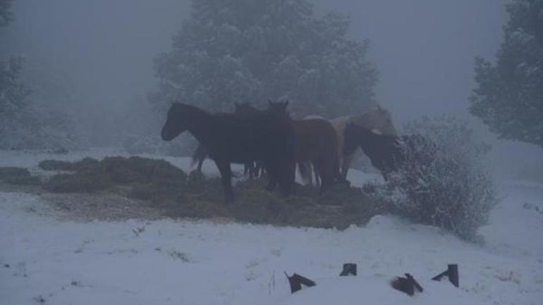Karla kaplı Spildeki yaban hayvanları için yem bırakıldı