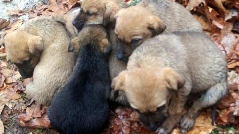 Donmak Uzereyken Bulunan Kopek Ve 6 Yavrusu Kurtarildi Son Dakika Haberleri