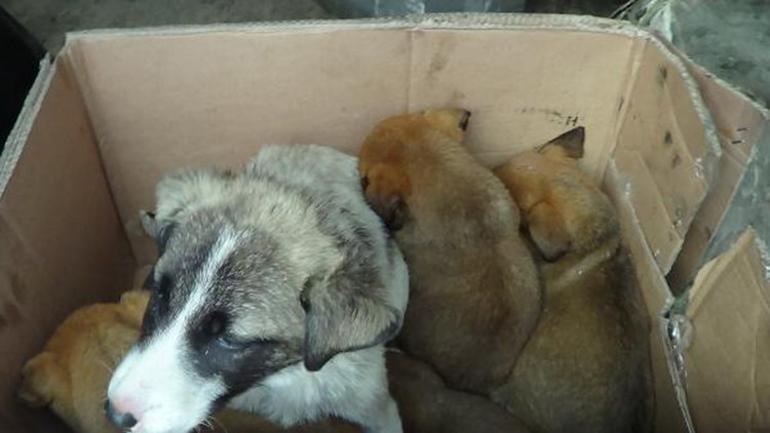 Donmak Uzereyken Bulunan Kopek Ve 6 Yavrusu Kurtarildi Son Dakika Haberleri