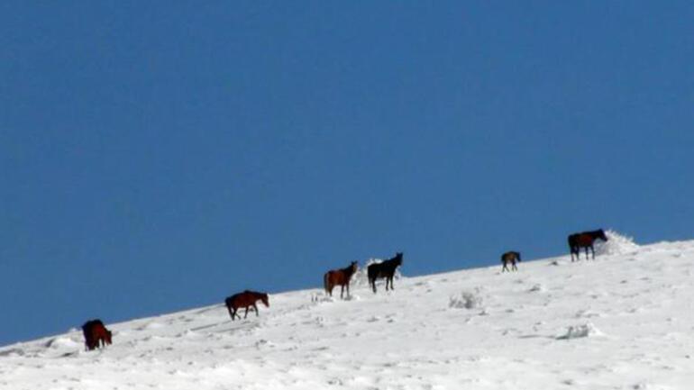 Karlı dağlarda yiyecek arayan yılkı atları görüntülendi