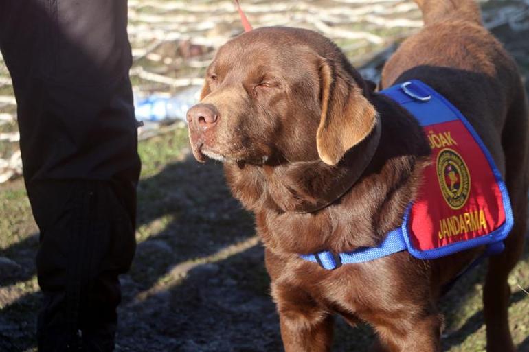 Türkiyenin ilk suda kadavra arama köpekleri Mavi ve Negro; İki ilki başardı