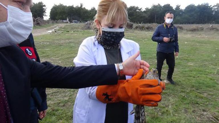 Çanakkale’de tedavi edilen 2 atmaca doğaya salındı