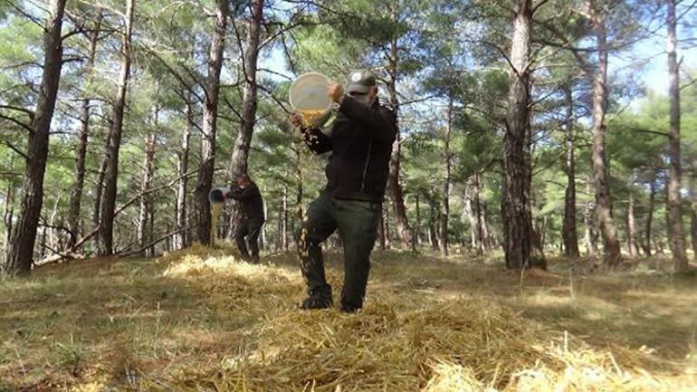 Çanakkale’de tedavi edilen 2 atmaca doğaya salındı