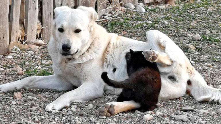 Rahat olun, virüs onlardan geçmiyor