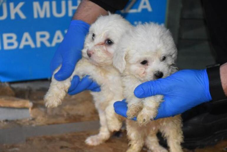 Romanyadan gelen yolcu otobüsünün bagajında 23 yavru köpek ele geçirildi