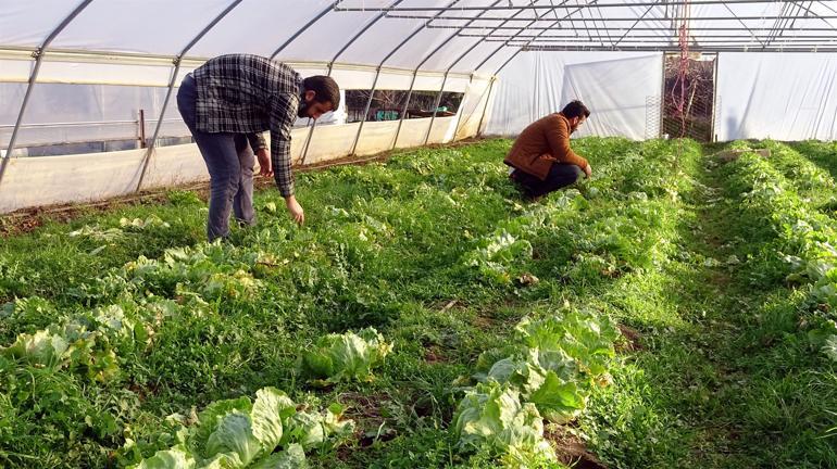 Çiçek seralarında telaş başladı