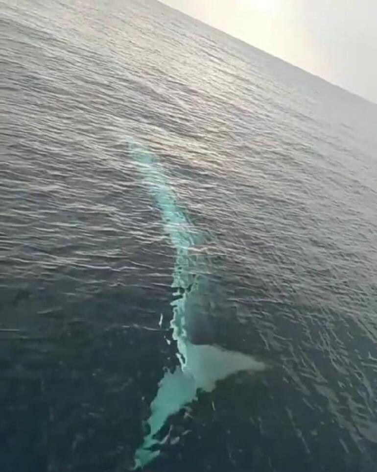 Adanada oluklu balina heyecanı İlk kez görüldü
