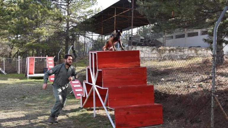 Özel eğitimli köpekler Kütahyanın en çalışkanları oldu