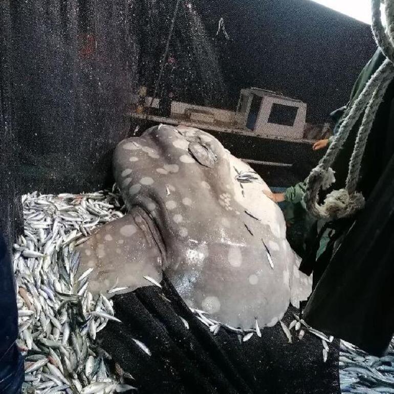Adanada ay balığı balıkçıların ağına takıldı Nadir görülüyor
